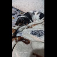 Dachshund (Standard &amp; Miniature) - Bitches