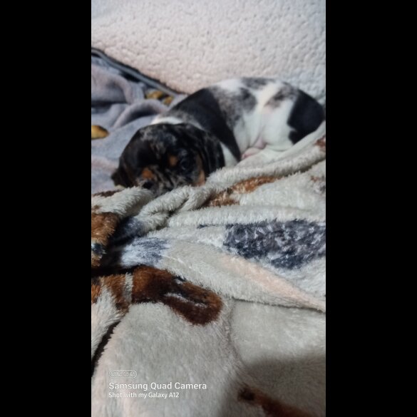 Dachshund (Standard &amp; Miniature) - Bitches