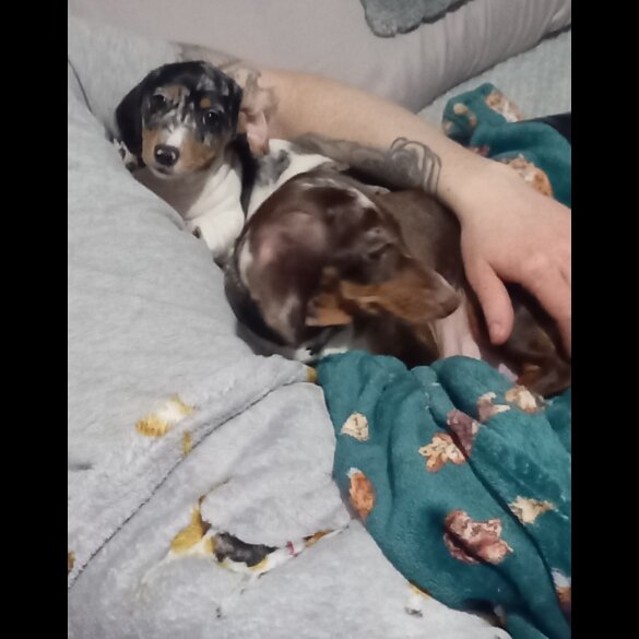 Dachshund (Standard &amp; Miniature) - Bitches