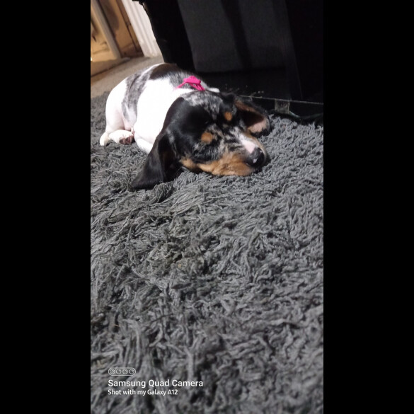 Dachshund (Standard &amp; Miniature) - Bitches