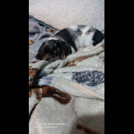 Dachshund (Standard &amp; Miniature) - Bitches
