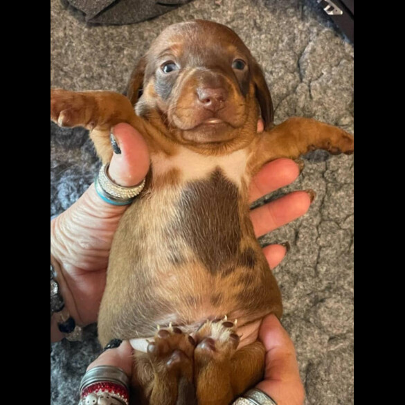 Dachshund (Standard &amp; Miniature) - Both