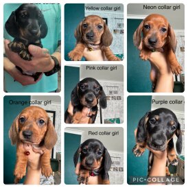 Dachshund (Standard &amp; Miniature) - Both