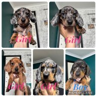 Dachshund (Standard &amp; Miniature) - Both