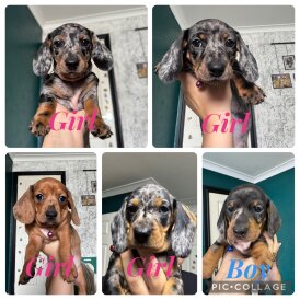 Dachshund (Standard &amp; Miniature) - Both