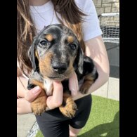 Dachshund (Standard &amp; Miniature) - Both