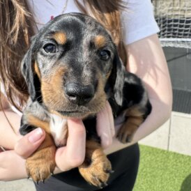 Dachshund (Standard &amp; Miniature) - Both