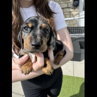 Dachshund (Standard &amp; Miniature) - Both