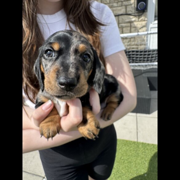 Dachshund (Standard &amp; Miniature) - Both