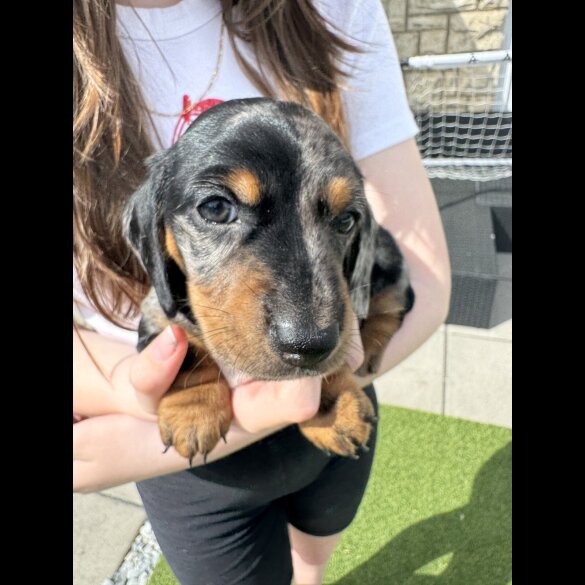 Dachshund (Standard &amp; Miniature) - Both