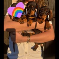 Dachshund (Standard &amp; Miniature) - Dogs