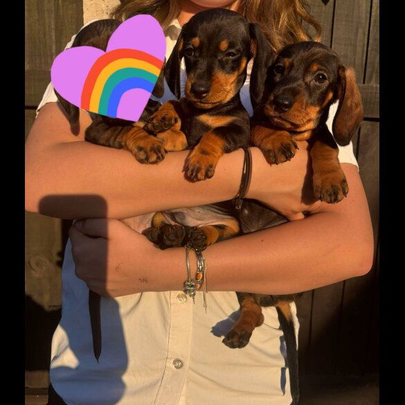 Dachshund (Standard &amp; Miniature) - Dogs