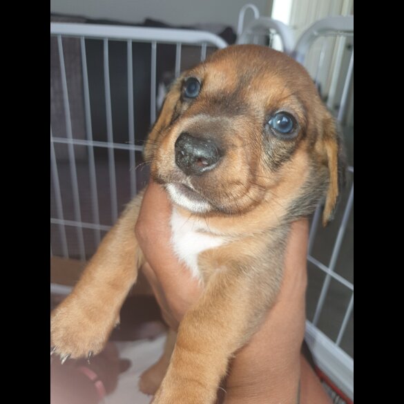 Dachshund (Standard &amp; Miniature) - Both