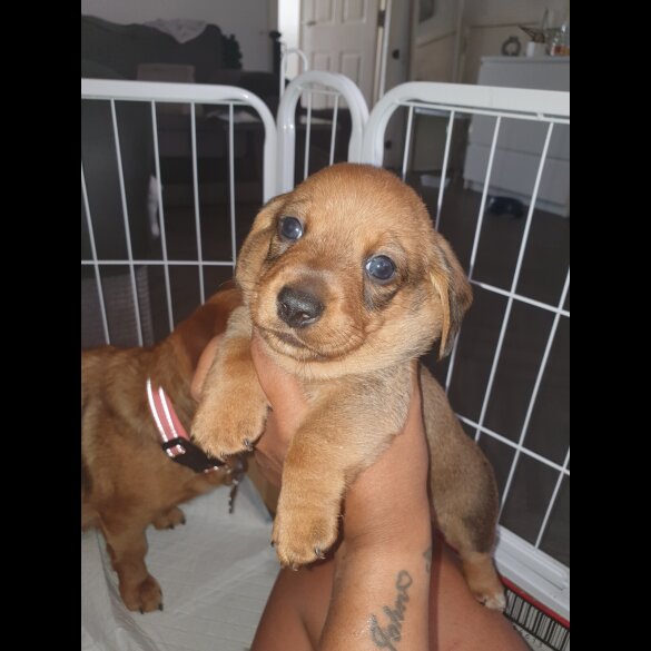 Dachshund (Standard &amp; Miniature) - Both