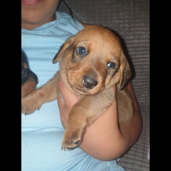 Dachshund (Standard &amp; Miniature) - Both
