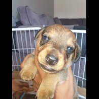 Dachshund (Standard &amp; Miniature) - Both
