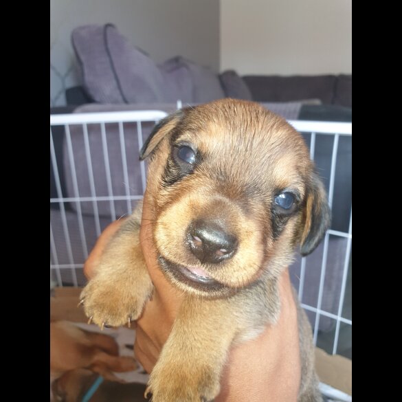 Dachshund (Standard &amp; Miniature) - Both
