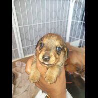Dachshund (Standard &amp; Miniature) - Both