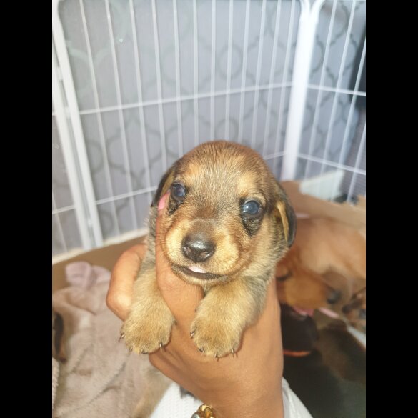 Dachshund (Standard &amp; Miniature) - Both