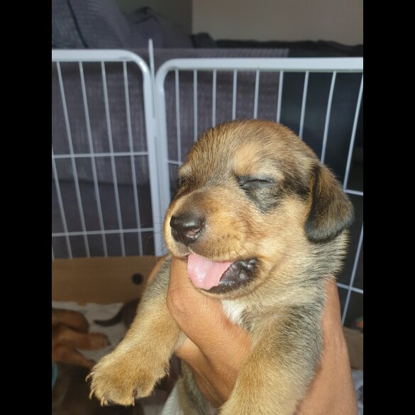Dachshund (Standard &amp; Miniature) - Both