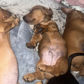 Dachshund (Standard &amp; Miniature) - Both