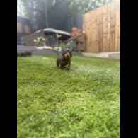 Dachshund (Standard &amp; Miniature) - Both