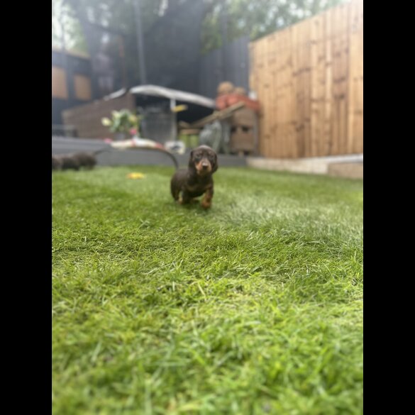 Dachshund (Standard &amp; Miniature) - Both