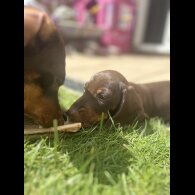 Dachshund (Standard &amp; Miniature) - Both