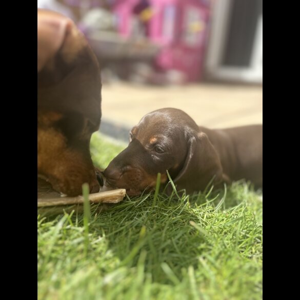Dachshund (Standard &amp; Miniature) - Both