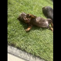 Dachshund (Standard &amp; Miniature) - Both