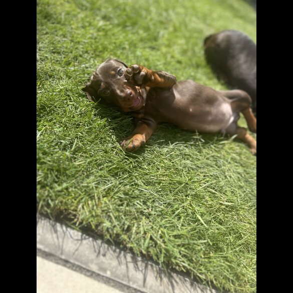 Dachshund (Standard &amp; Miniature) - Both