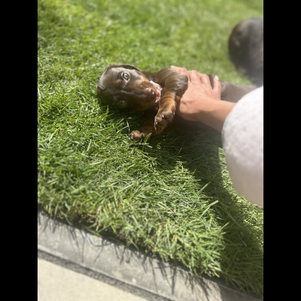 Dachshund (Standard &amp; Miniature) - Both