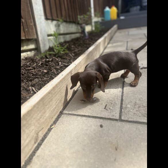 Dachshund (Standard &amp; Miniature) - Both