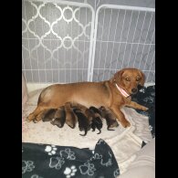 Dachshund (Standard &amp; Miniature) - Both