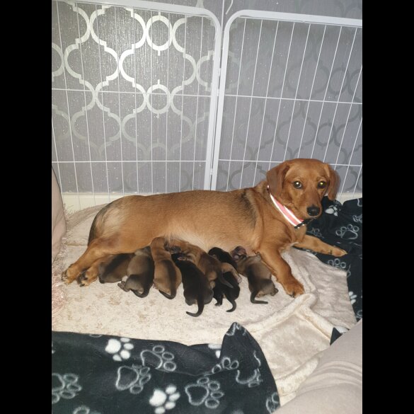 Dachshund (Standard &amp; Miniature) - Both