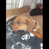 Dachshund (Standard &amp; Miniature) - Both