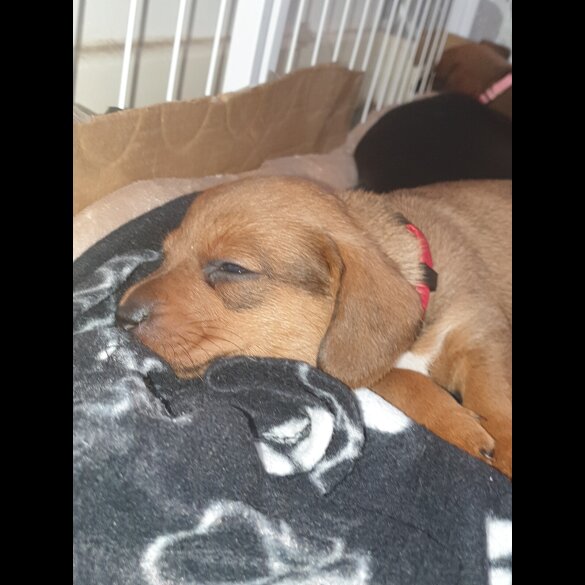 Dachshund (Standard &amp; Miniature) - Both