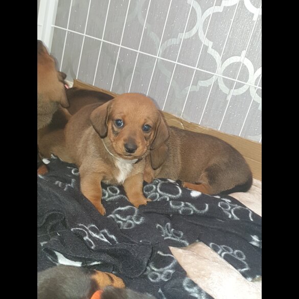 Dachshund (Standard &amp; Miniature) - Both
