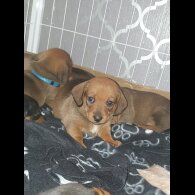 Dachshund (Standard &amp; Miniature) - Both