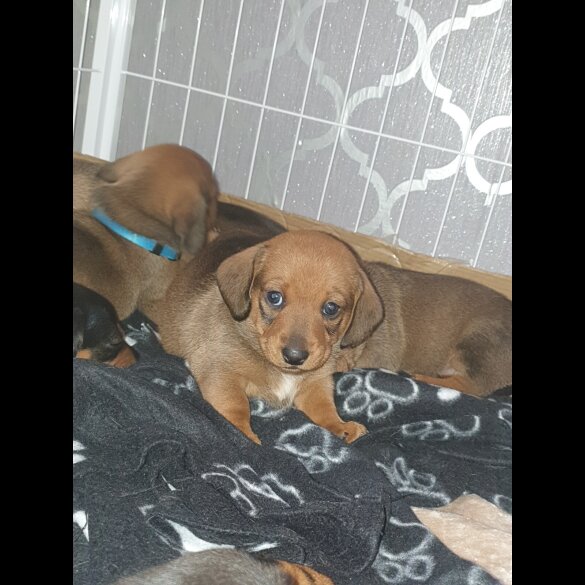 Dachshund (Standard &amp; Miniature) - Both
