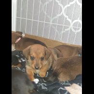 Dachshund (Standard &amp; Miniature) - Both