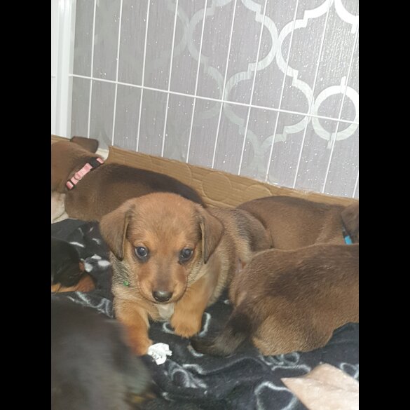 Dachshund (Standard &amp; Miniature) - Both
