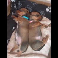 Dachshund (Standard &amp; Miniature) - Both