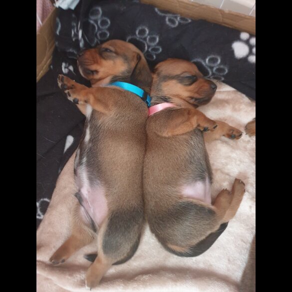 Dachshund (Standard &amp; Miniature) - Both