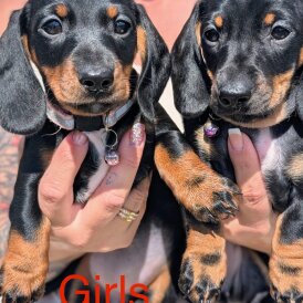 Dachshund (Standard &amp; Miniature) - Both