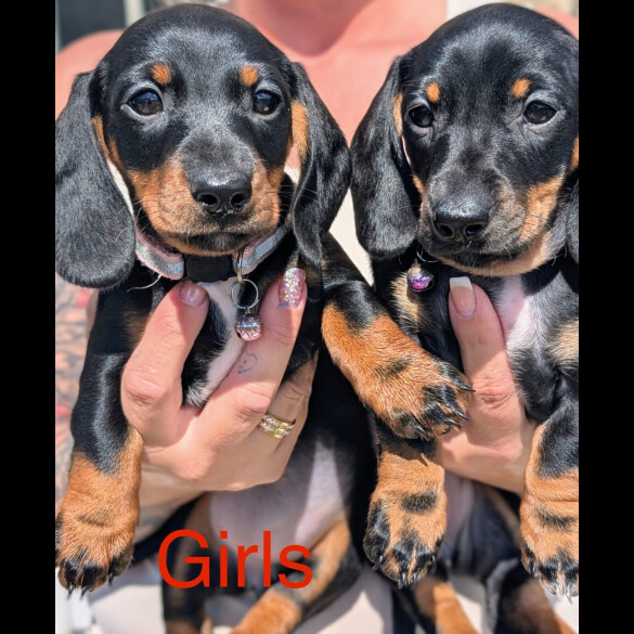 Dachshund (Standard &amp; Miniature) - Both