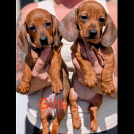 Dachshund (Standard &amp; Miniature) - Both