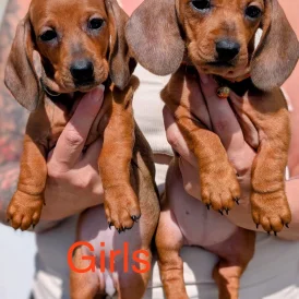 Dachshund (Standard &amp; Miniature) - Both