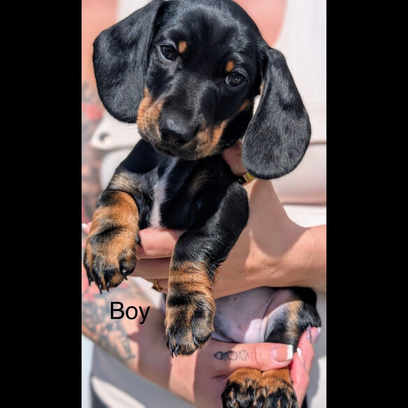 Dachshund (Standard &amp; Miniature) - Both