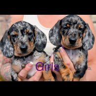 Dachshund (Standard &amp; Miniature) - Both